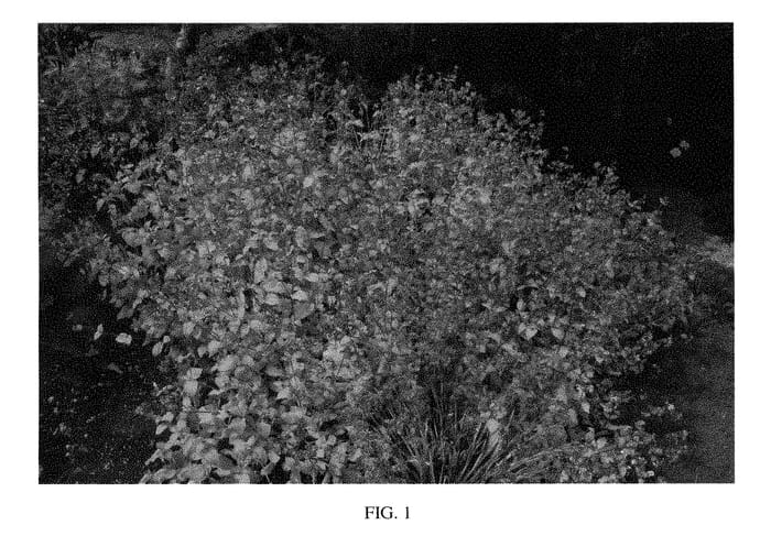 Figure 1 of US plant patent PP28434, the photograph of Sunshine n Daydreams printed in the patent.