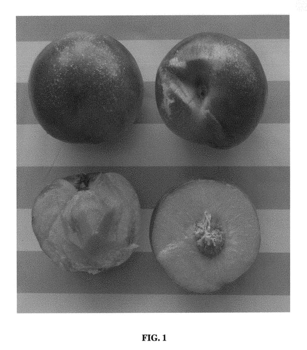Figure 1 of US plant patent PP28435, the photograph of Smooth Zest Two printed in the patent.
