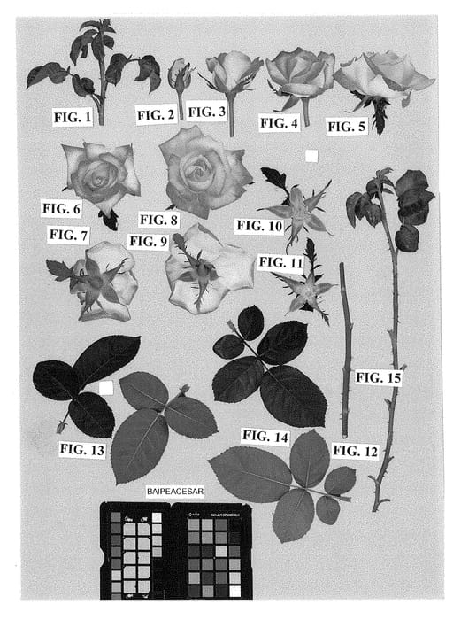 Figure 1 of US plant patent PP28436, the photograph of BAIPEACESAR printed in the patent.