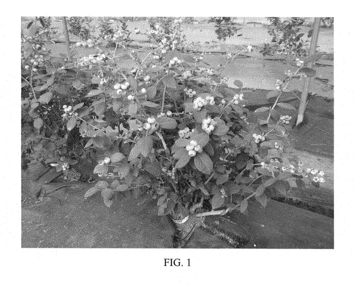 Figure 1 of US plant patent PP28437, the photograph of FCM12-097 printed in the patent.