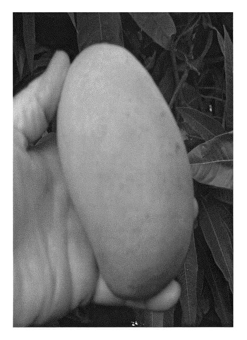 Figure 1 of US plant patent PP28438, the photograph of 302216THOM printed in the patent.