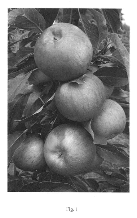 Figure 1 of US plant patent PP28439, the photograph of A 68-173 printed in the patent.
