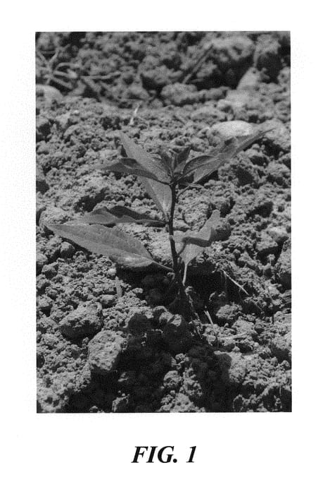 Figure 1 of US plant patent PP28440, the photograph of DIPREC printed in the patent.