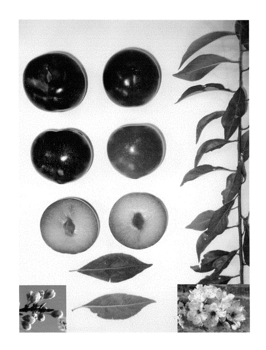 Figure 1 of US plant patent PP28441, the photograph of Blackred XXI printed in the patent.