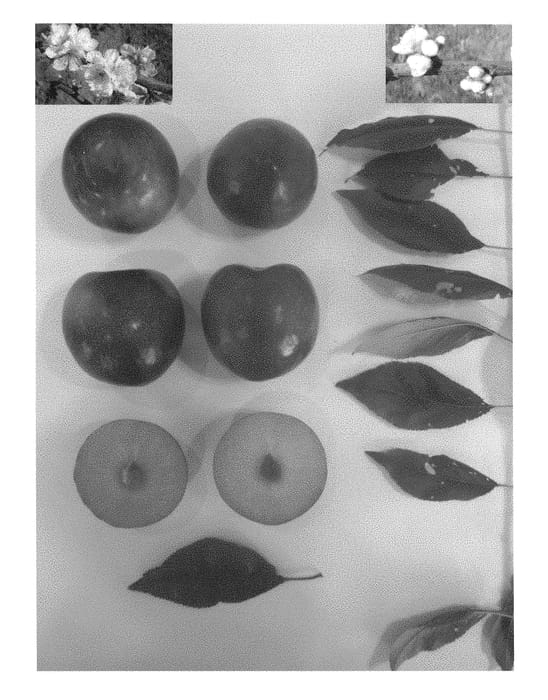 Figure 1 of US plant patent PP28442, the photograph of Plumcandy XII printed in the patent.