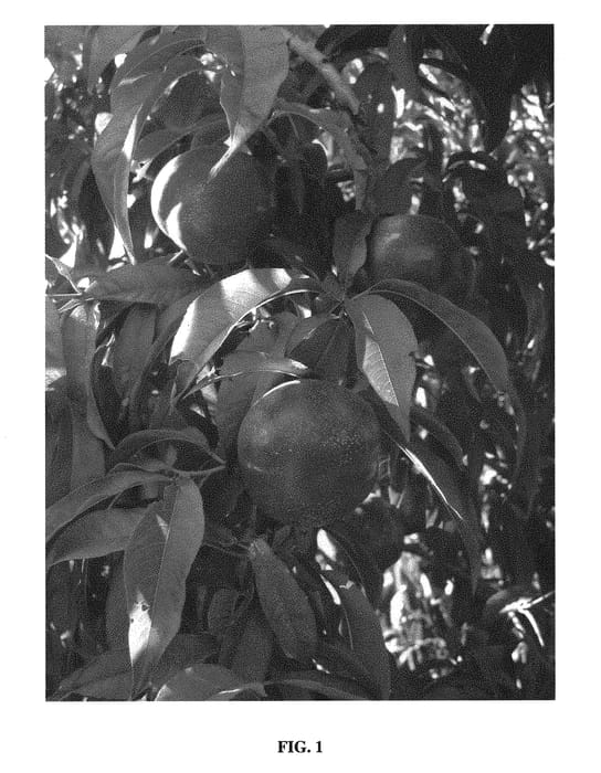 Figure 1 of US plant patent PP28443, the photograph of Smooth Delight Two printed in the patent.