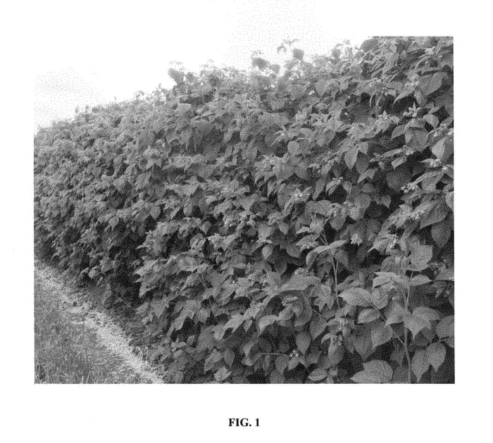 Figure 1 of US plant patent PP28444, the photograph of BC92915 printed in the patent.
