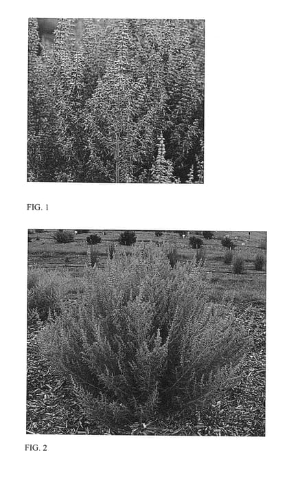 Figure 1 of US plant patent PP28445, the photograph of Denim 'n Lace printed in the patent.