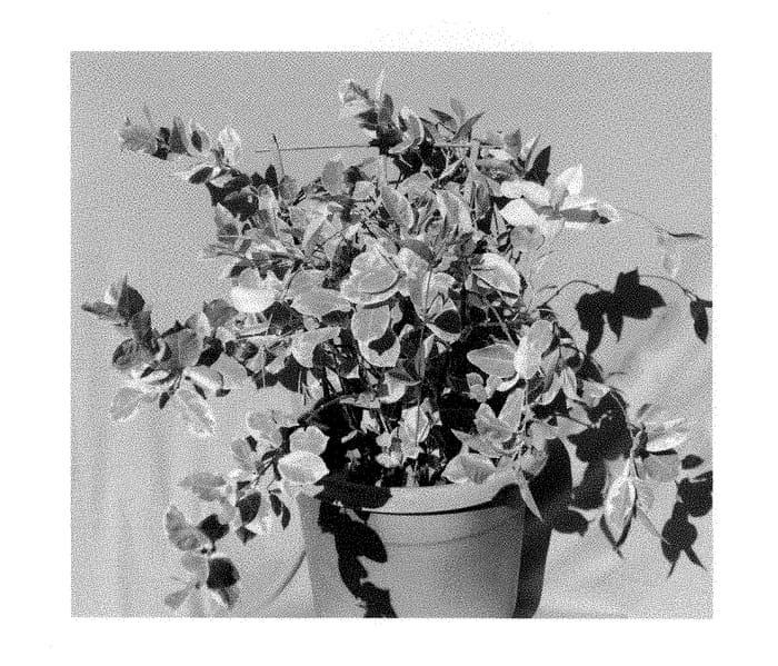 Figure 1 of US plant patent PP28446, the photograph of FGRRV1 printed in the patent.