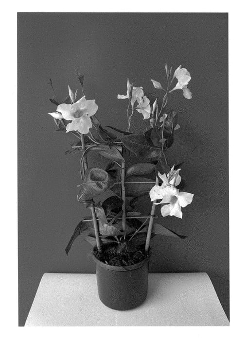 Figure 1 of US plant patent PP28447, the photograph of Lanflorida printed in the patent.