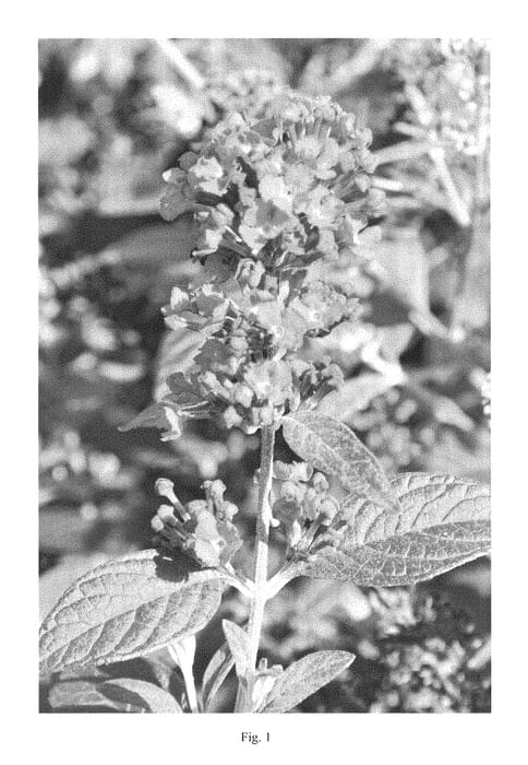 Figure 1 of US plant patent PP28448, the photograph of Miss Violet printed in the patent.