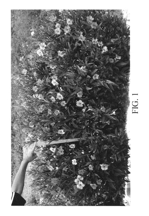 Figure 1 of US plant patent PP28449, the photograph of R12-2-1 printed in the patent.