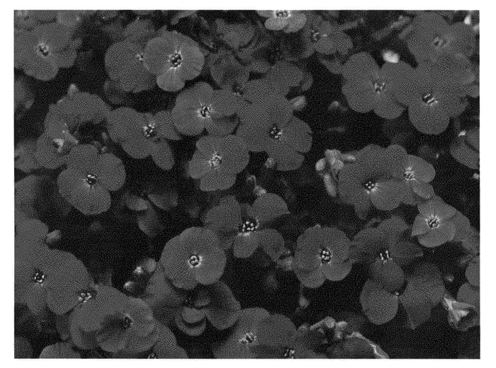 Figure 1 of US plant patent PP28450, the photograph of ABRZ0007 printed in the patent.