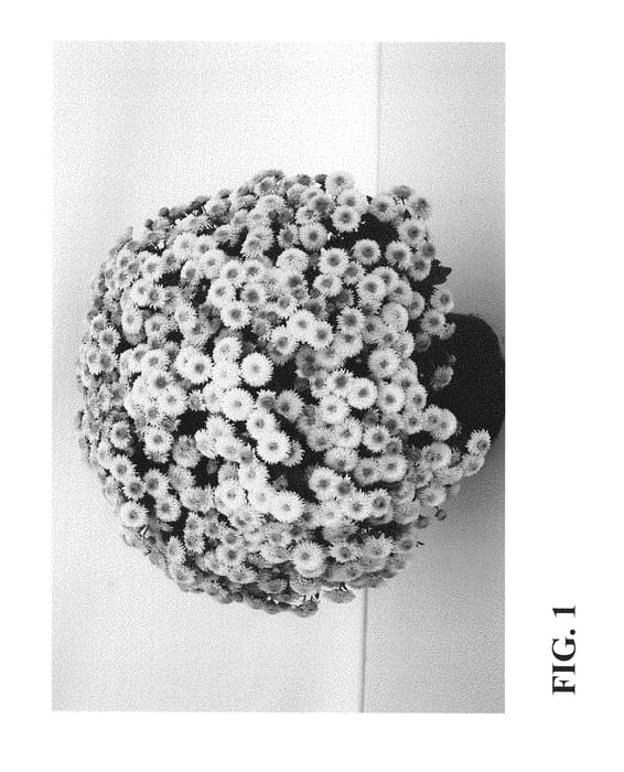 Figure 1 of US plant patent PP28451, the photograph of Zanmukey printed in the patent.