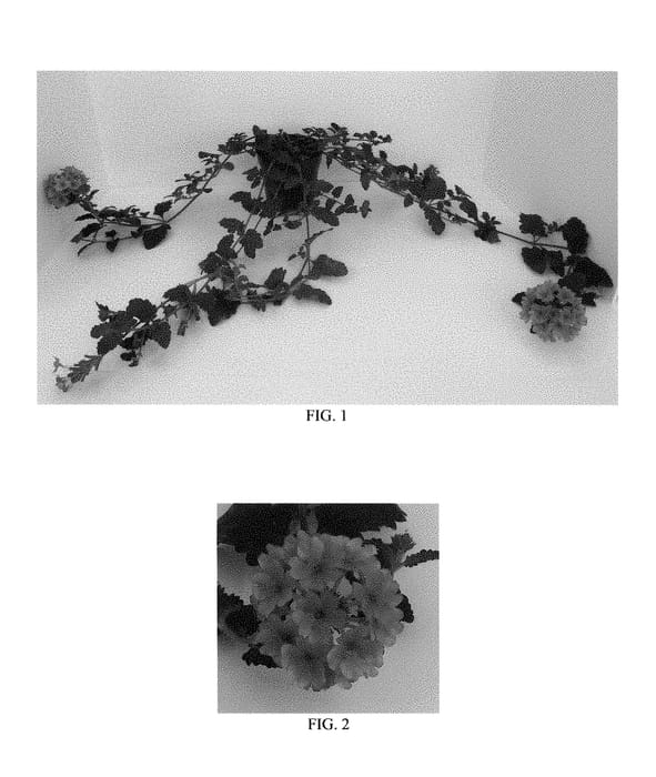Figure 1 of US plant patent PP28452, the photograph of Balendmag printed in the patent.
