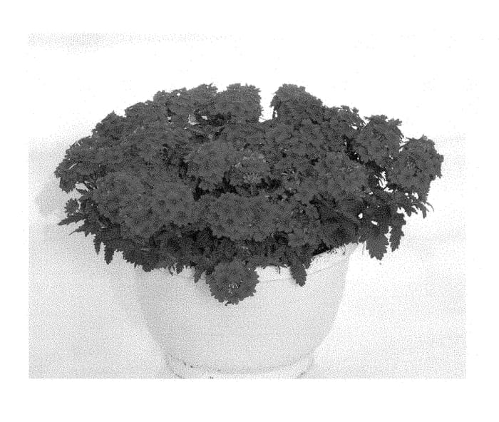 Figure 1 of US plant patent PP28453, the photograph of KLEVP15470 printed in the patent.