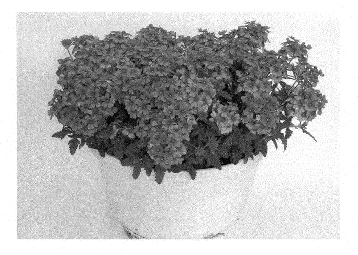 Figure 1 of US plant patent PP28454, the photograph of KLEVP15474 printed in the patent.
