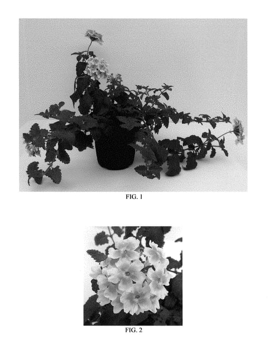 Figure 1 of US plant patent PP28455, the photograph of Balendpibi printed in the patent.