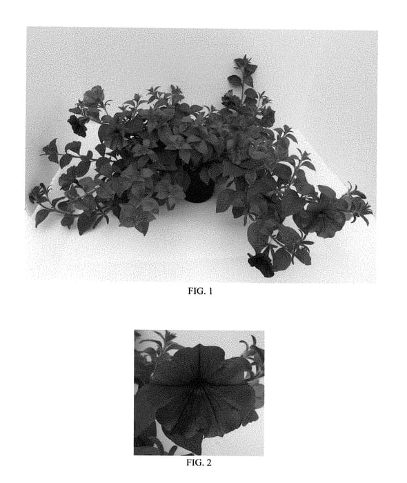 Figure 1 of US plant patent PP28456, the photograph of Balcushlu printed in the patent.