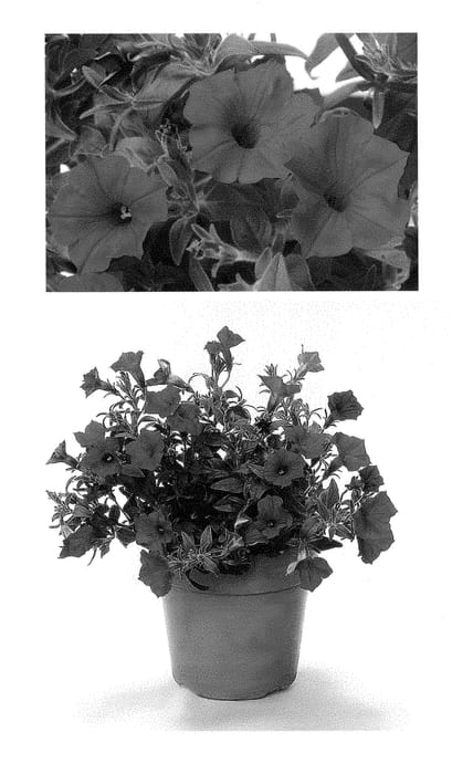 Figure 1 of US plant patent PP28457, the photograph of BHTUN65301 printed in the patent.