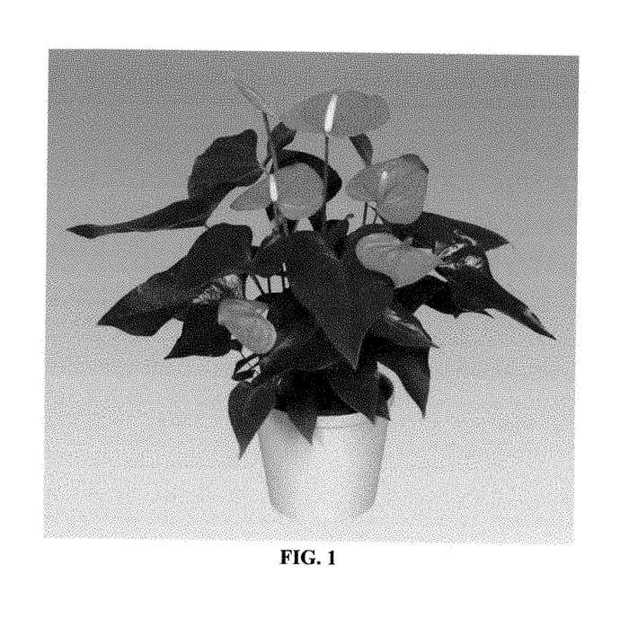 Figure 1 of US plant patent PP28458, the photograph of ANTHEWUCH printed in the patent.