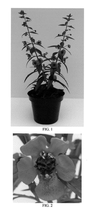 Figure 1 of US plant patent PP28459, the photograph of Balarcher printed in the patent.