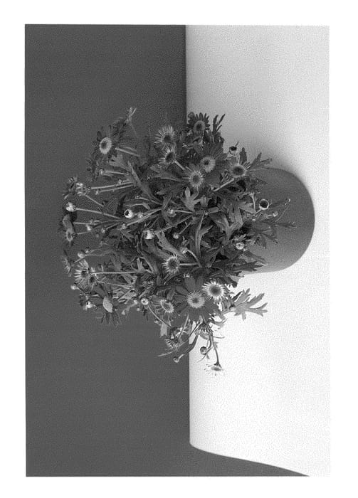 Figure 1 of US plant patent PP28460, the photograph of SUN 480 printed in the patent.