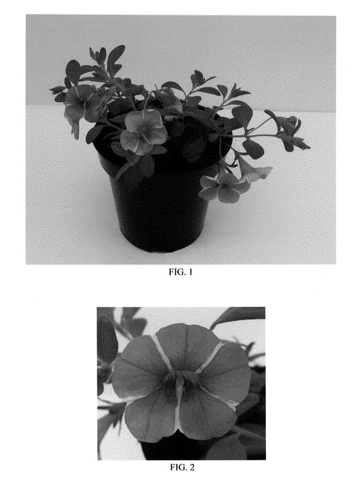 Figure 1 of US plant patent PP28462, the photograph of Balcabinsta printed in the patent.