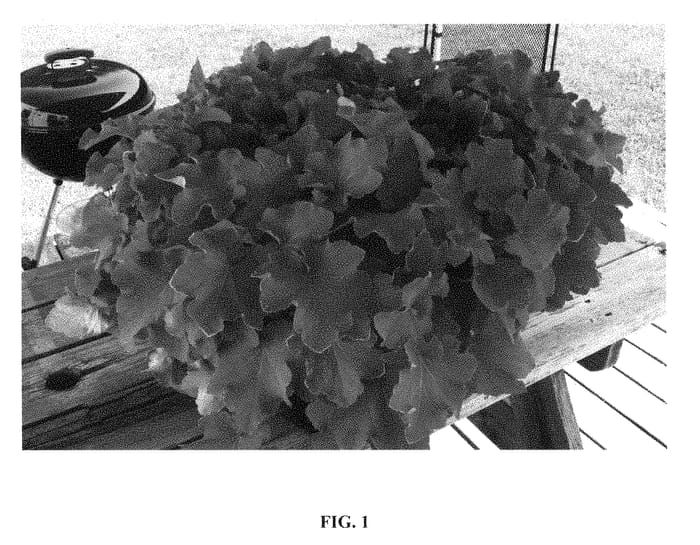 Figure 1 of US plant patent PP28463, the photograph of Guacamole printed in the patent.