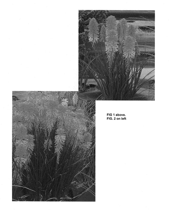 Figure 1 of US plant patent PP28464, the photograph of Poco Sunset printed in the patent.
