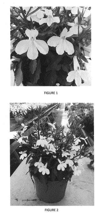 Figure 1 of US plant patent PP28465, the photograph of LOBZ0010 printed in the patent.