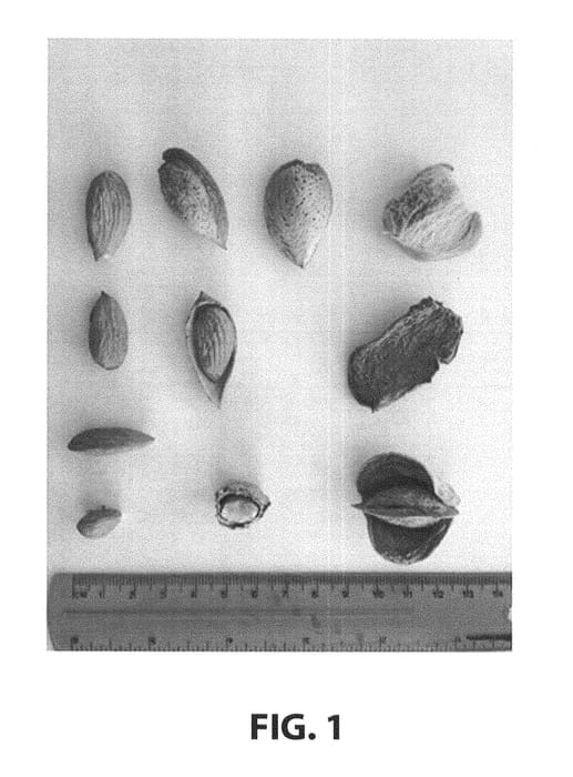 Figure 1 of US plant patent PP28466, the photograph of Buralmondtwo printed in the patent.