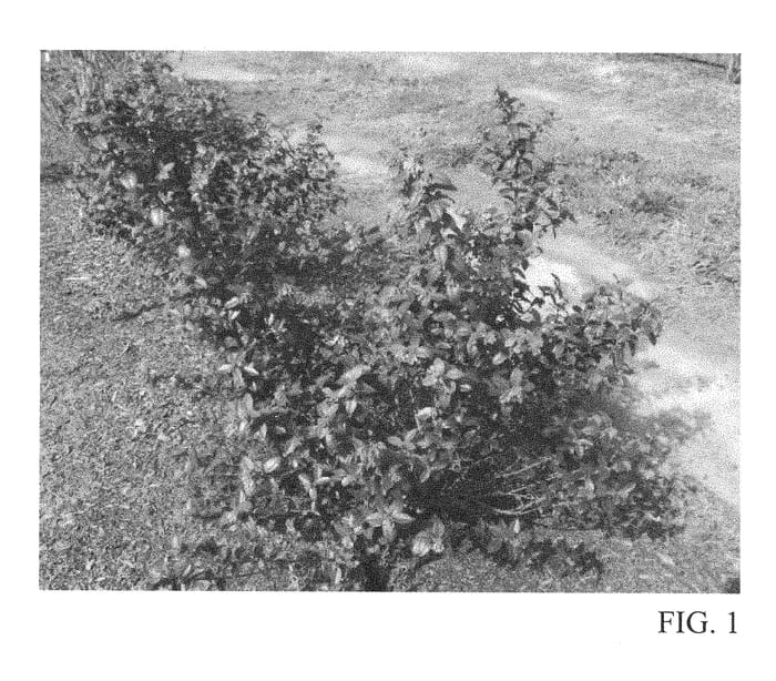 Figure 1 of US plant patent PP28467, the photograph of TO-1088 printed in the patent.