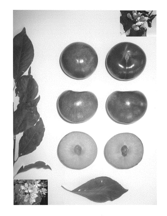 Figure 1 of US plant patent PP28468, the photograph of Plumcandy XIII printed in the patent.