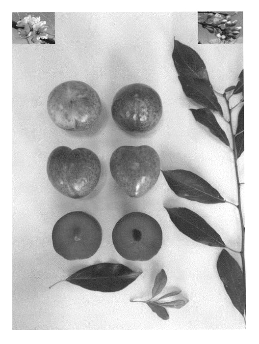 Figure 1 of US plant patent PP28469, the photograph of Plumsweet XVIII printed in the patent.