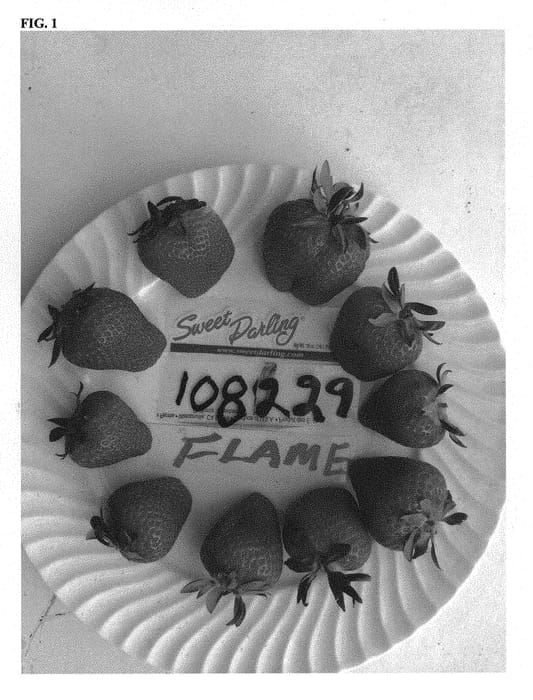 Figure 1 of US plant patent PP28470, the photograph of Flame printed in the patent.