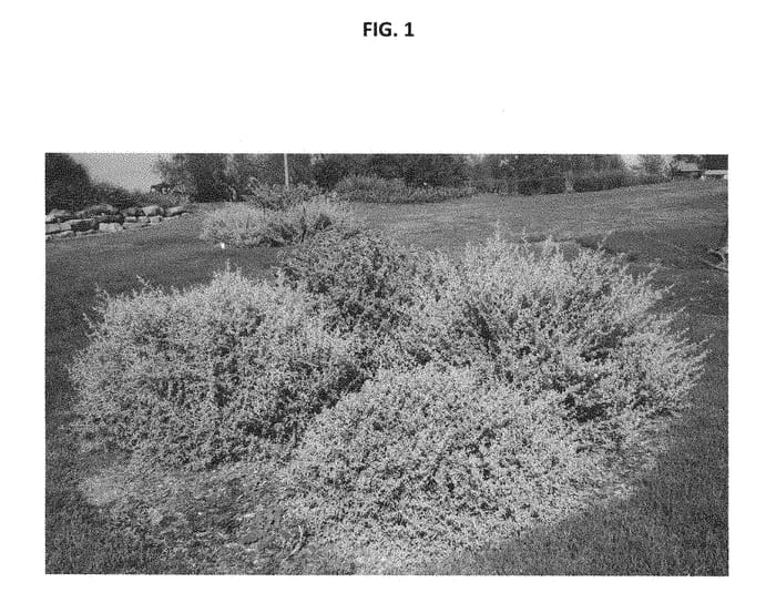 Figure 1 of US plant patent PP28471, the photograph of Rhagodia spinescens plant named SAB01 printed in the patent.