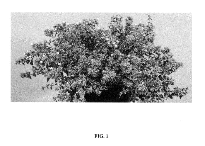 Figure 1 of US plant patent PP28472, the photograph of OPSTAL102 printed in the patent.