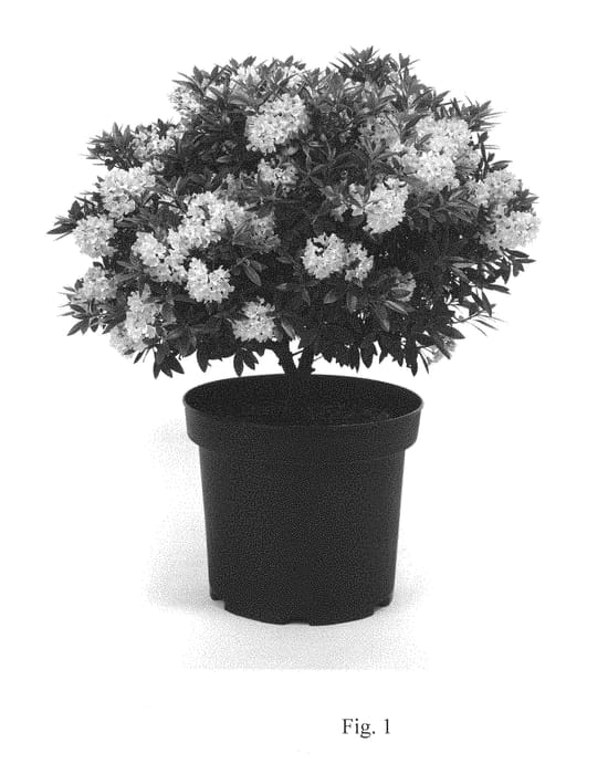 Figure 1 of US plant patent PP28473, the photograph of Microhirs3 printed in the patent.