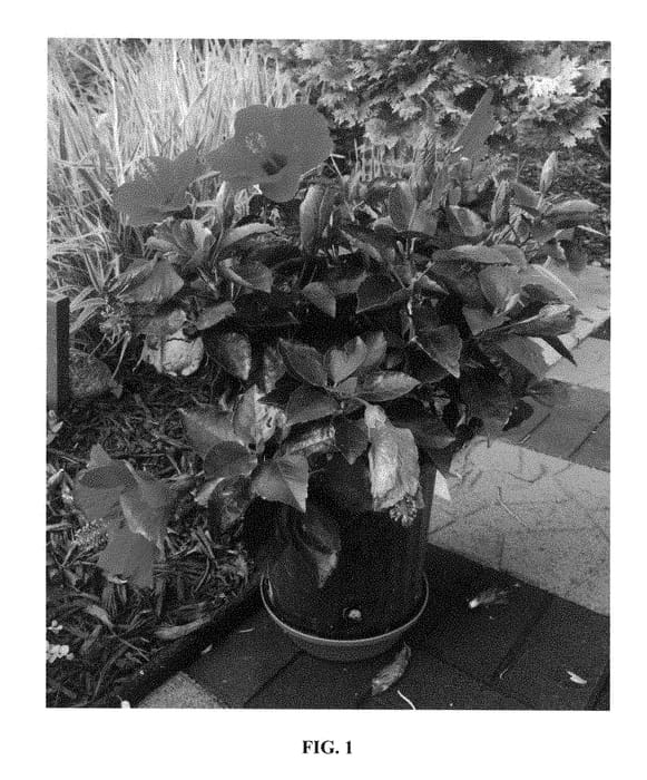 Figure 1 of US plant patent PP28474, the photograph of Lanplatte printed in the patent.