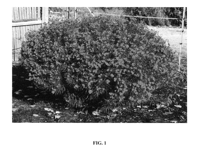 Figure 1 of US plant patent PP28475, the photograph of Summer's Surrender printed in the patent.