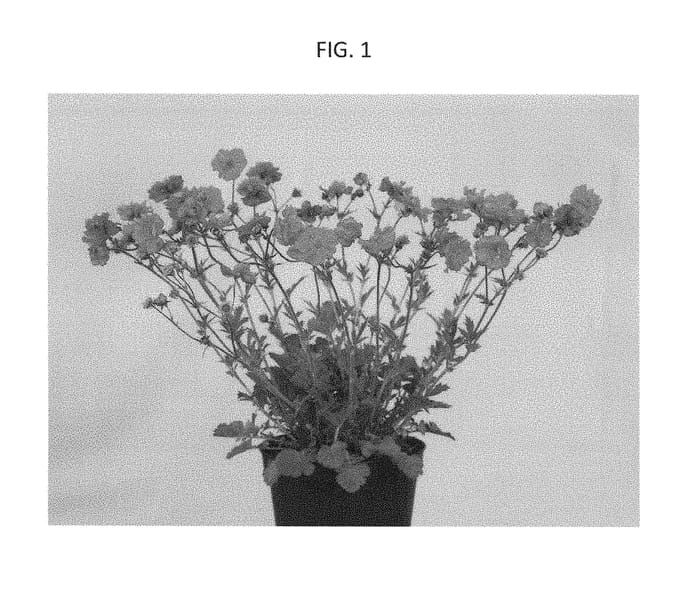 Figure 1 of US plant patent PP28476, the photograph of MACGEU001 printed in the patent.