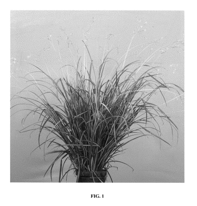Figure 1 of US plant patent PP28477, the photograph of Starlight printed in the patent.