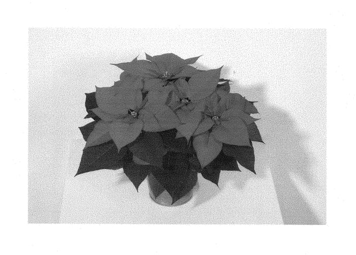 Figure 1 of US plant patent PP28478, the photograph of NPCW15237 printed in the patent.