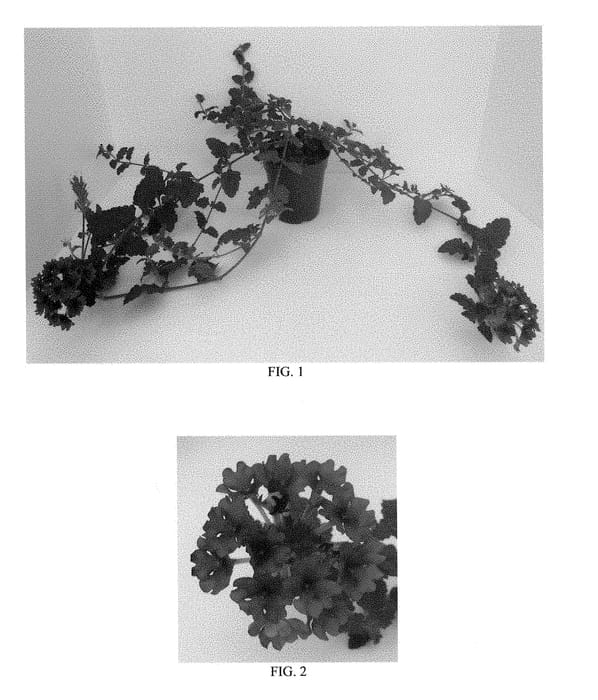 Figure 1 of US plant patent PP28479, the photograph of Balendurim printed in the patent.