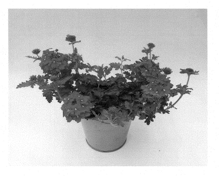 Figure 1 of US plant patent PP28480, the photograph of KLEVP15488 printed in the patent.