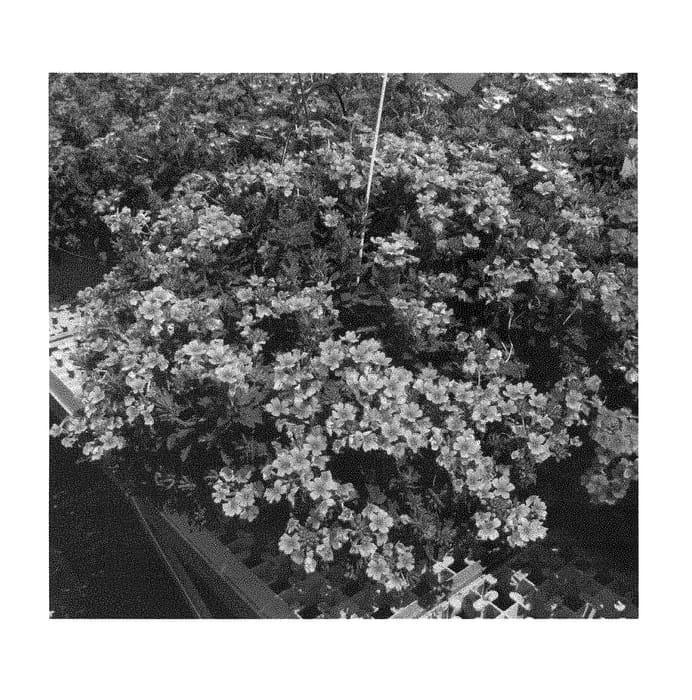 Figure 1 of US plant patent PP28481, the photograph of KLEVP15622 printed in the patent.