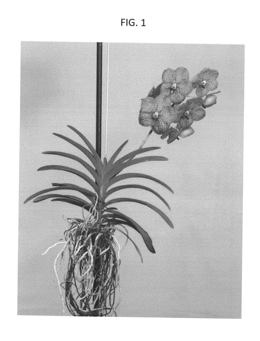 Figure 1 of US plant patent PP28482, the photograph of SPCDW1501 printed in the patent.