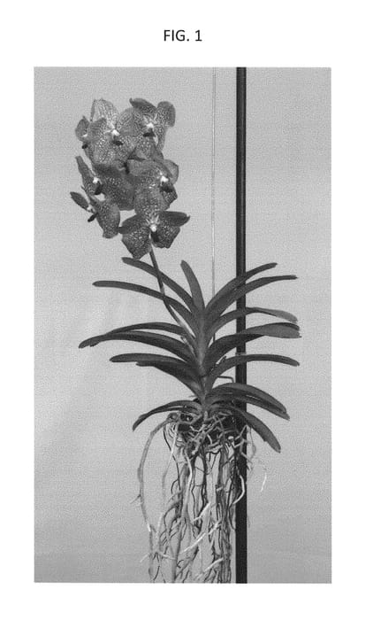 Figure 1 of US plant patent PP28483, the photograph of SPCDW1409 printed in the patent.