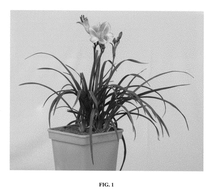 Figure 1 of US plant patent PP28484, the photograph of VER00157 printed in the patent.